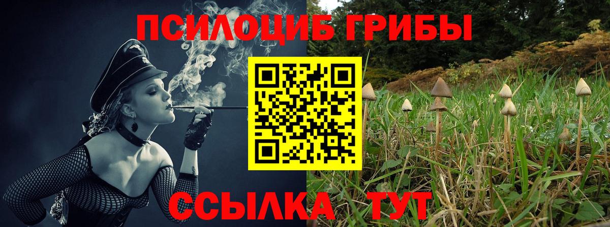 Галлюциногенные грибы Psilocybe Йошкар-Ола